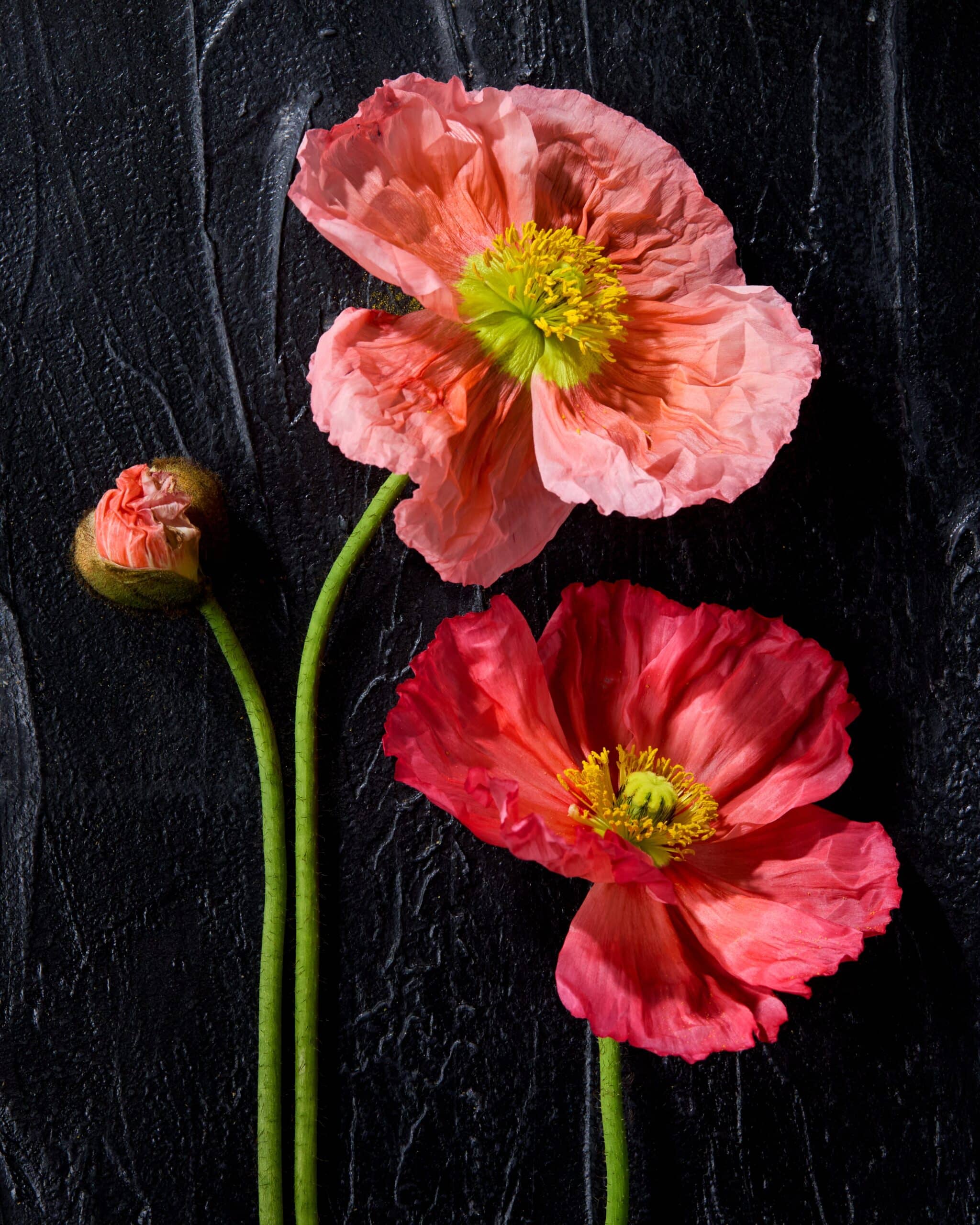 Akaure-product-launch-03-min