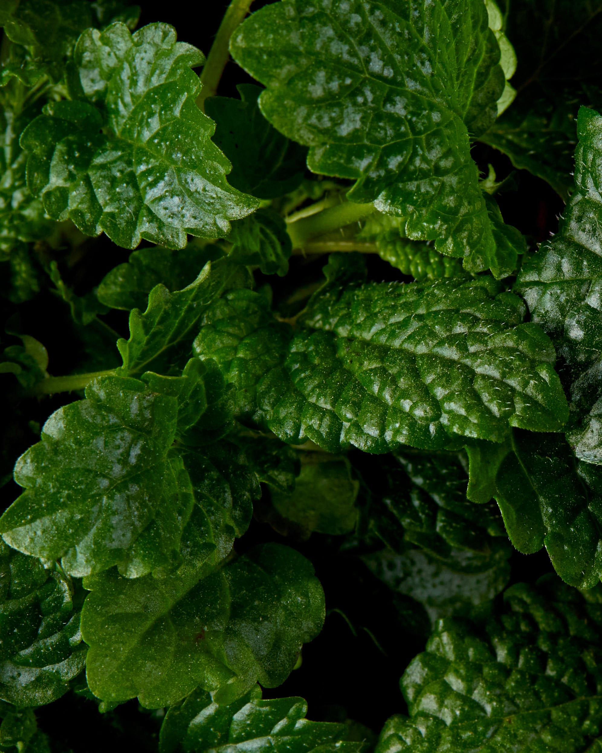 Akaure-product-launch-08-min